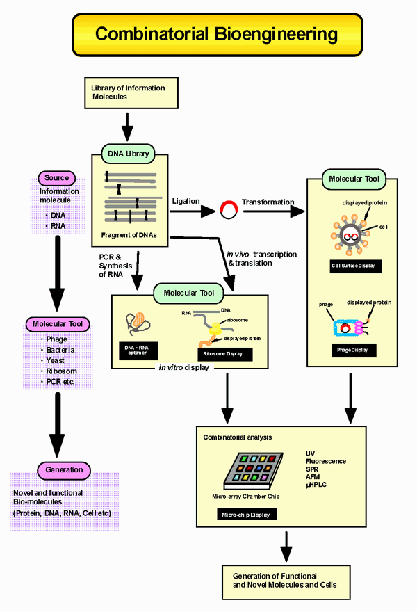 コンビナトリアル・バイオ工学研究部会　研究紹介図