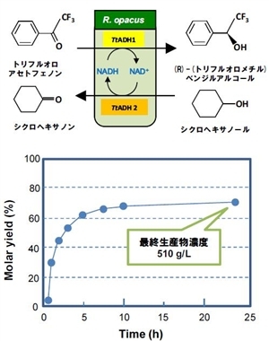 本田・大竹研究紹介図