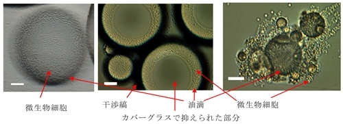 ホーム | 公益社団法人 日本生物工学会