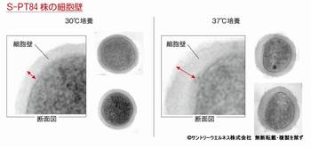 ひらく、ひらく「バイオの世界」　写真館　S-PT84株の細胞壁